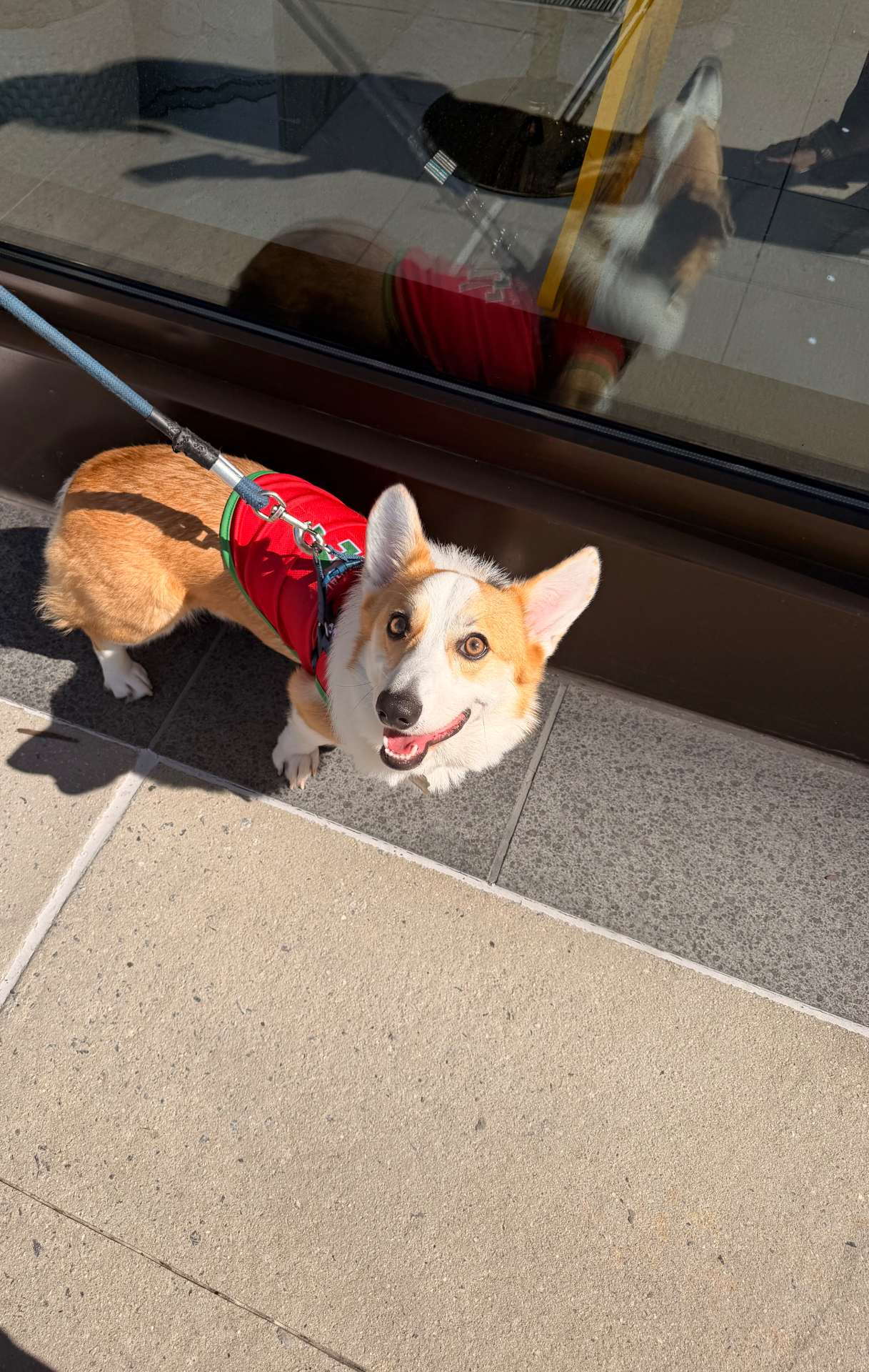Lucky Boy the corgi